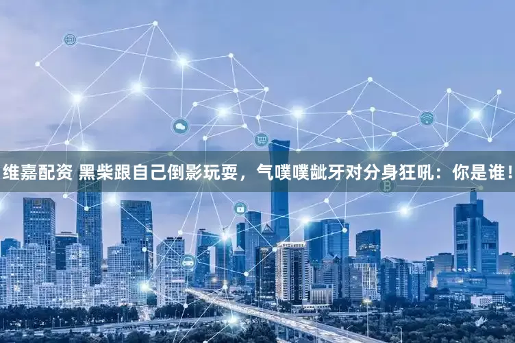 维嘉配资 黑柴跟自己倒影玩耍，气噗噗龇牙对分身狂吼：你是谁！