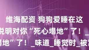 维海配资 狗狗爱睡在这些位置，说明对你“死心塌地”了！_味道_睡觉时_被窝